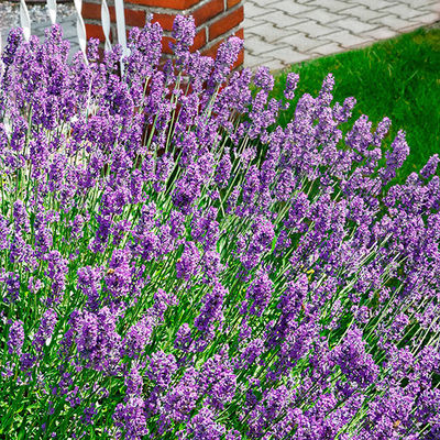 Lavendel ´Der Klassiker´ von Gärtner Pötschke auf blumen.de