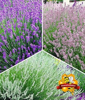 Lavendel-Kollektion von BALDUR-Garten auf blumen.de