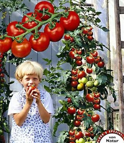 Longlife-Tomate ´Sparta´ F1 von BALDUR-Garten auf blumen.de