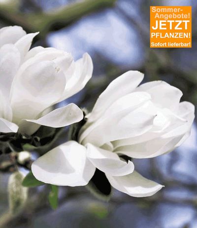 Magnolie ´Jade Lamp´ von BALDUR-Garten auf blumen.de
