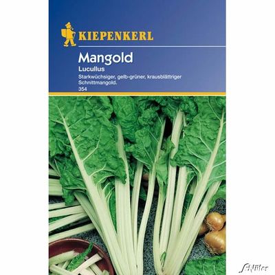 Mangold ´Lucullus´ von Garten Schlüter auf blumen.de