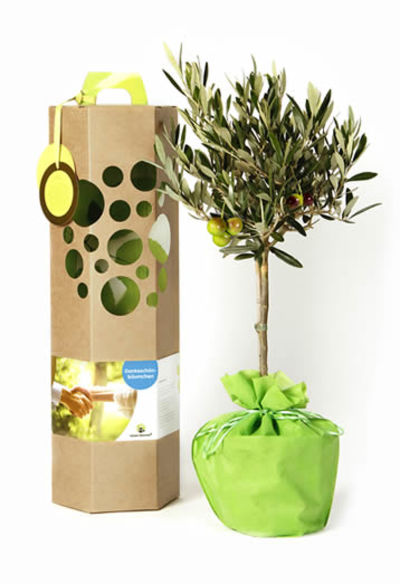 Olivenbaum als Dankeschön Geschenk von SchenkeinBäumchen auf blumen.de