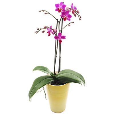 Orchidee in Rosa / Lila von Flowers-deluxe auf blumen.de