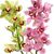 Orchideen-Rispen von Blumenfee auf blumen.de