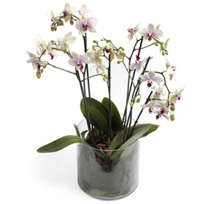 Orchideentraum von Flowers-deluxe auf blumen.de