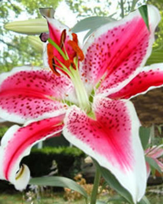 Orientalische Lilie Stargazer  von Blumenzwiebelnversand auf blumen.de