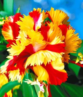 Papageien-Tulpe ´Double Flaming Parrot´ von BALDUR-Garten auf blumen.de
