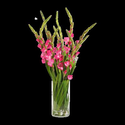 Pinkfarbene Gladiolen von Blume2000.de auf blumen.de