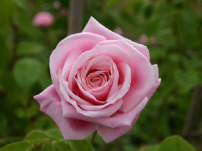 Rose 'Blossomtime'  von De Wilde auf blumen.de