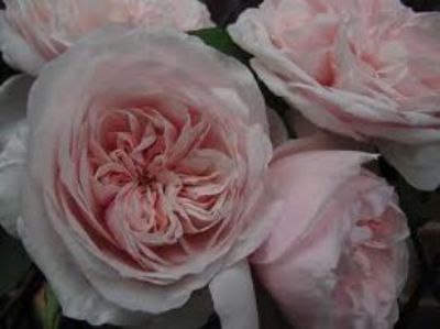 Rose Souvenir de la Malmaison von De Wilde auf blumen.de