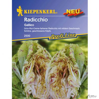 Radicchio ´Galileo´ von Garten Schlüter auf blumen.de