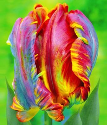 Regenbogen-Tulpe ´Blumex´ von BALDUR-Garten auf blumen.de
