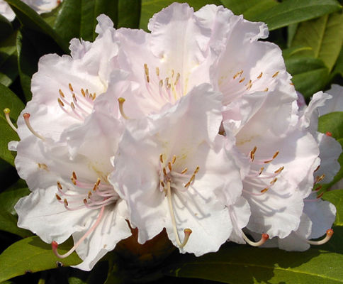 Rhododendron/Alpenros 