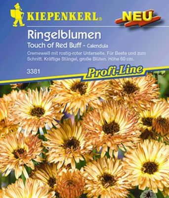 Ringelblumen ´Touch of Red Buff´ von BALDUR-Garten auf blumen.de
