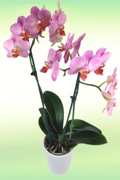 Rosa Orchidee von Rosenbote.de auf blumen.de