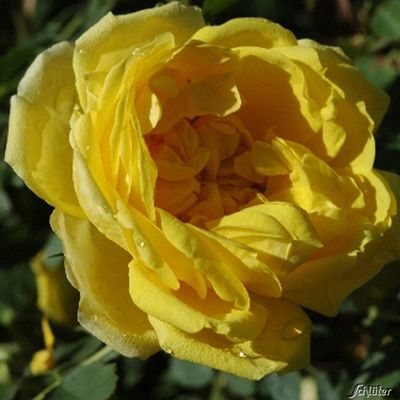 Rose ´Persian Yellow´ von Garten Schlüter auf blumen.de