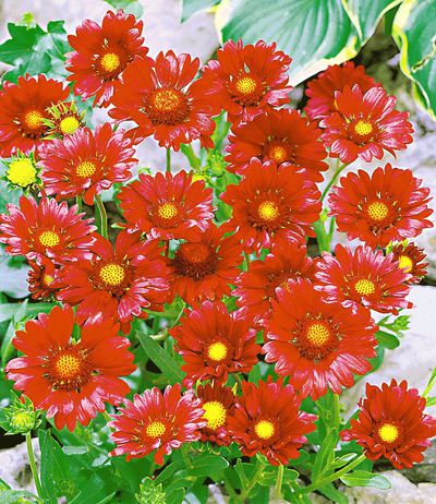 Rote Kokardenblume ´Bauerngarten´ von BALDUR-Garten auf blumen.de