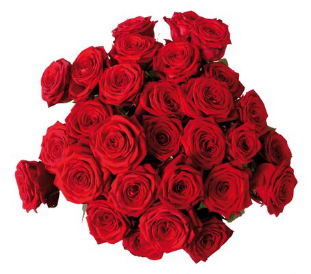 Rote Rosen Ti amo von MIFLORA auf blumen.de