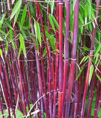 Roter Bambus ´Asian Wonder´ von BALDUR-Garten auf blumen.de