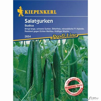 Salatgurke ´Sudica´ von Garten Schlüter auf blumen.de