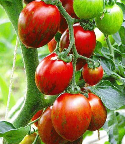 Tomate ´Ramblin´ Red Stripe´ von BALDUR-Garten auf blumen.de