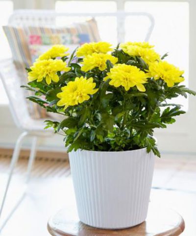 Topf-Chrysantheme Chrysanne® 'Zembla Yellow' von Bakker auf blumen.de