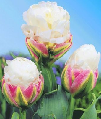 Tulpe ´Ice Cream´ von BALDUR-Garten auf blumen.de