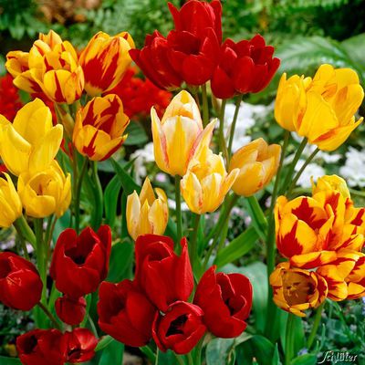 Tulpe ´Mehrblumige Tulpenmischung´  von Garten Schlüter auf blumen.de