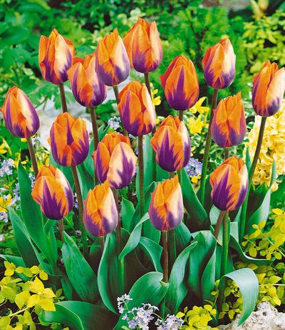 Tulpe ´Prinzess Irene´ von BALDUR-Garten auf blumen.de