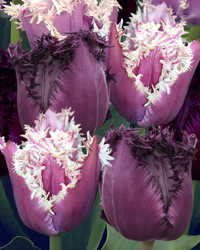 Tulpen Cummins/Pacific Pearl von Blumenzwiebelnversand auf blumen.de
