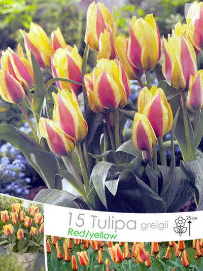 Tulpen Greigii  von Blumenzwiebelnversand auf blumen.de