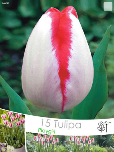 Tulpen Playgirl von Blumenzwiebelnversand auf blumen.de