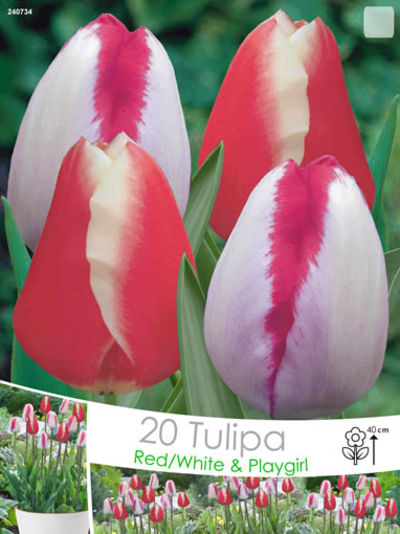 Tulpen Rot-Weiß und Playgirl von Blumenzwiebelnversand auf blumen.de