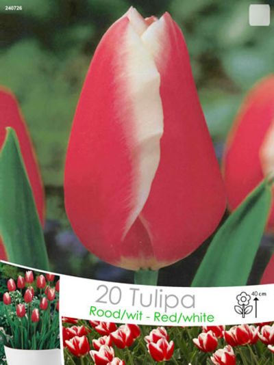 Tulpen Triumph Rot-Weiß & Playgirl von Blumenzwiebelnversand auf blumen.de