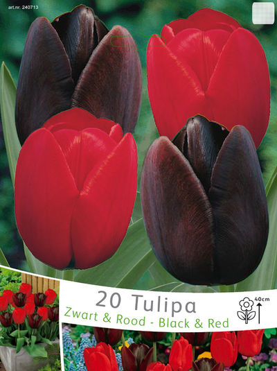 Tulpenmischung schwarz & rot von Blumenzwiebelnversand auf blumen.de