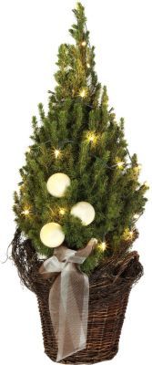 Weihnachtsbaum Picea conica von GartenXXL auf blumen.de