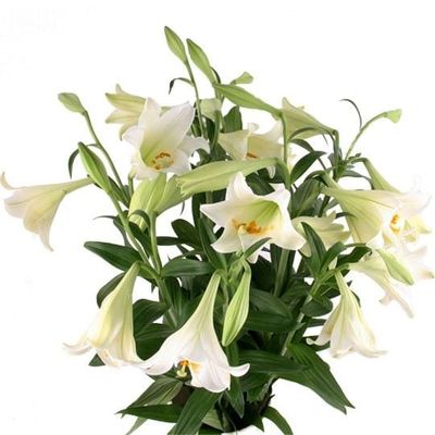 Lilien Weiß im Bund - Premium Longiflorum von Blumenfee auf blumen.de