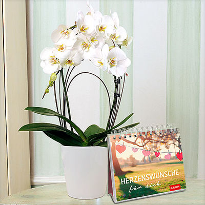 Weiße Orchidee „Rainbow“ im Übertopf von Blume2000.de auf blumen.de