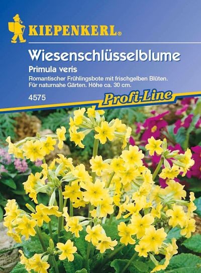 Wiesenschlüsselblume Primula veris von TOM-GARTEN auf blumen.de