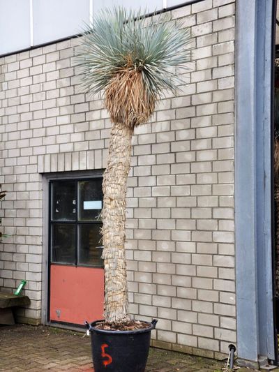 Yucca rostrata (zwei Köpfe) von Der Palmenmann auf blumen.de