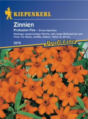 Zinnie 'Profusion Fire'  von Gartengruen-24 auf blumen.de