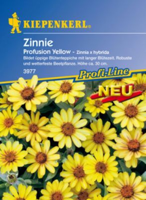 Zinnie 'Profusion Yellow'  von Gartengruen-24 auf blumen.de