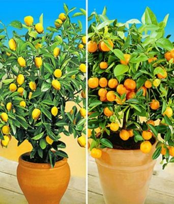 Zitronen- und Orangenbaum von BALDUR-Garten auf blumen.de