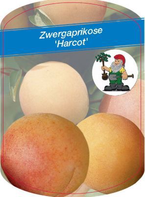 Zwergaprikose Harcot von GartenXXL auf blumen.de