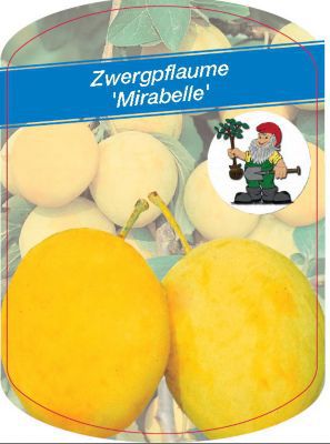 Zwergpflaume -Mirabelle von GartenXXL auf blumen.de