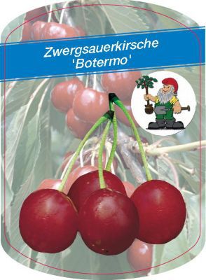 Zwergsauerkirsche Botermo von GartenXXL auf blumen.de