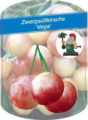 Zwergsüßkirsche Vega von GartenXXL auf blumen.de