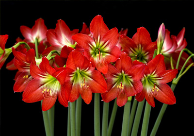 Blume des Monats Dezember - Amaryllis/ Ritterstern 