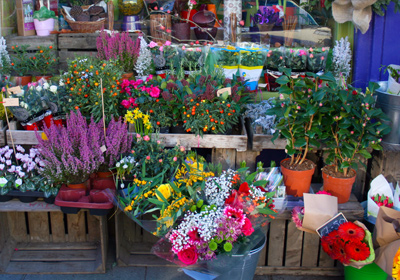 Blumen und Pflanzen Sale