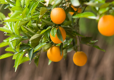 Orangenbaum Früchte